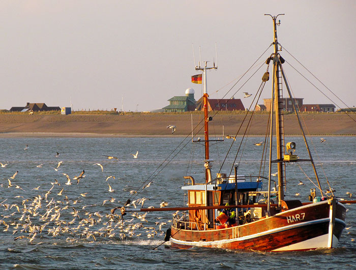 Fischkutter &raquo;HAR&nbsp;7&laquo;