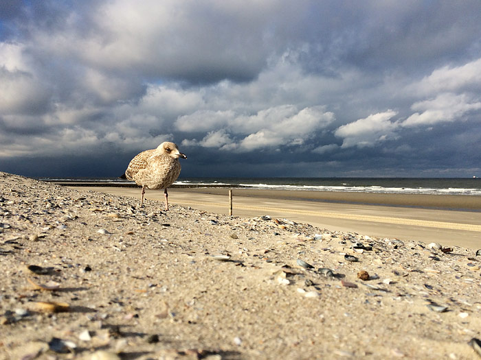Junge M&ouml;we am Strand