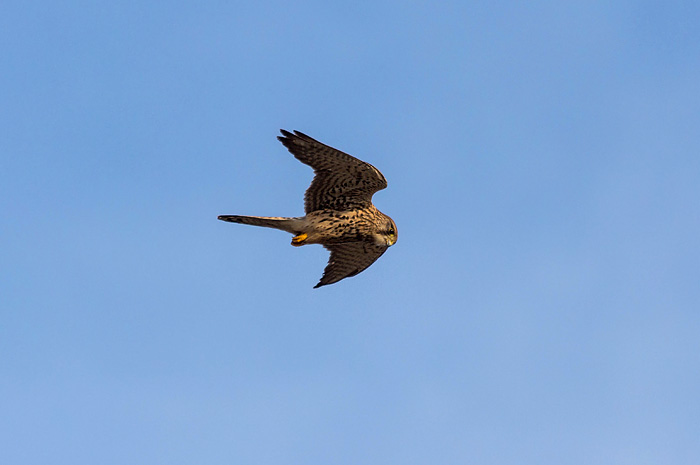 Turmfalke im R&uuml;ttelflug