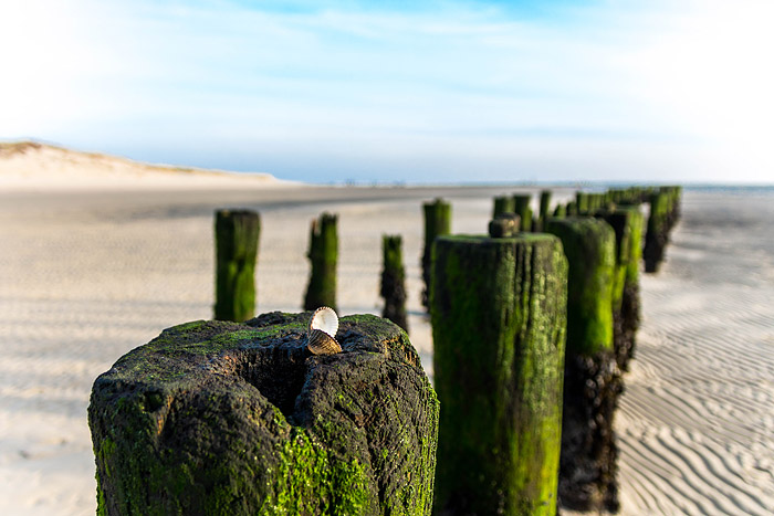 Pfahlreihen an der ehemaligen Ostbake