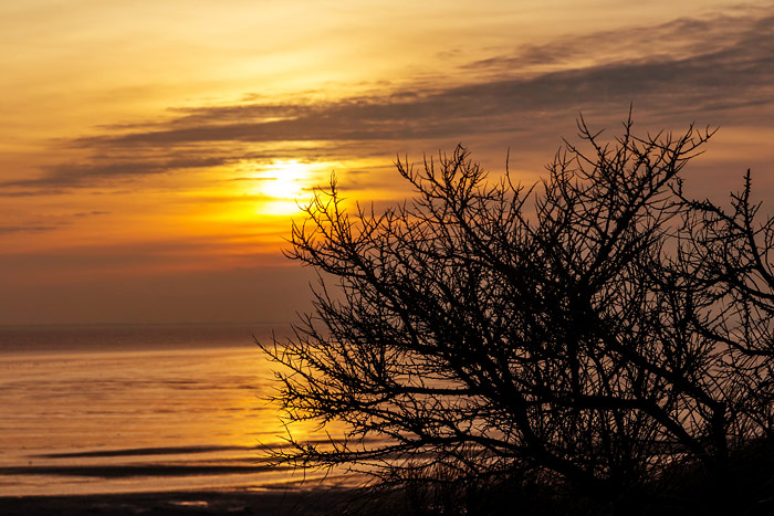Sanddorn im Abendlicht