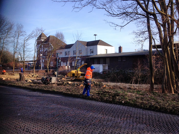 Rodungsarbeiten am Niobeplatz