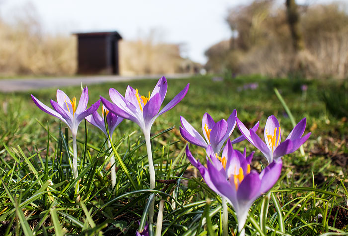 Lila Krokusse