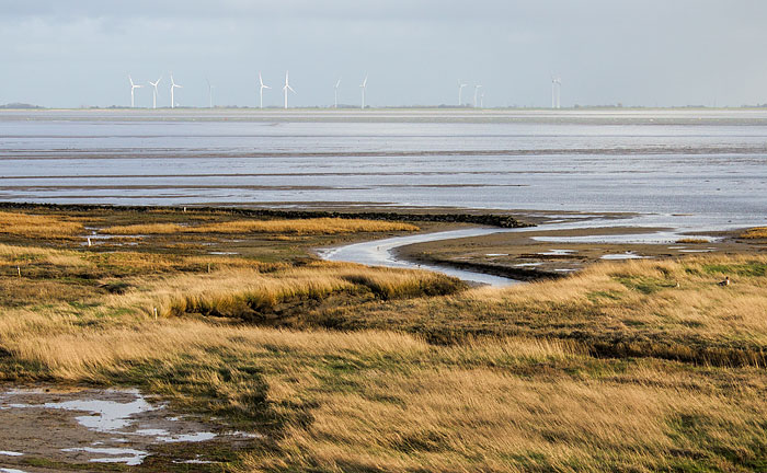 Deichvorland mit Salzwiesen