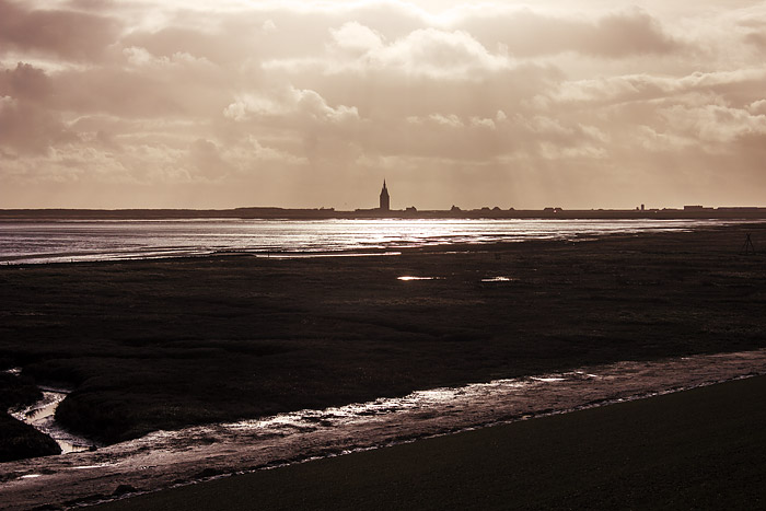 Deichvorland im Gegenlicht
