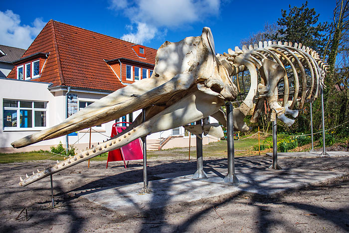 Pottwal-Skelett am Rosenhaus