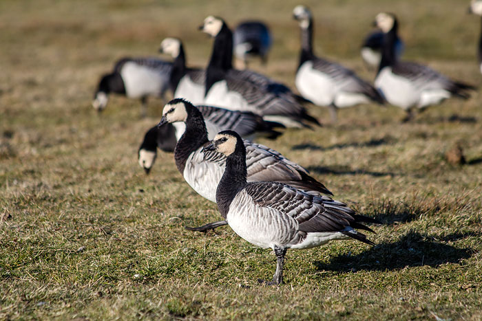 Wei&szlig;wangeng&auml;nse im Westgroden