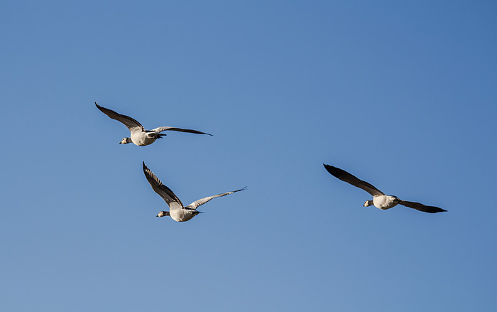 Vorbei fliegende Nonneng&auml;nse