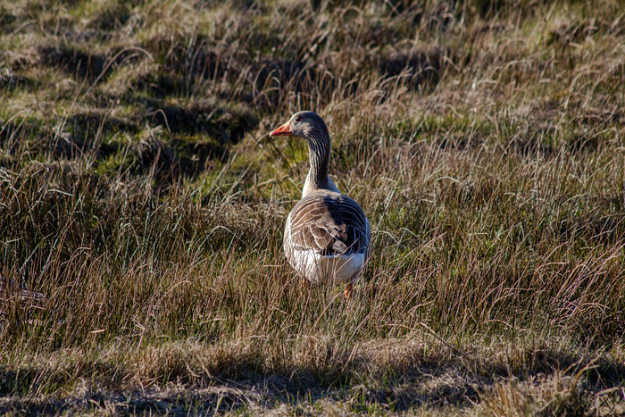 Graugans im Westgroden