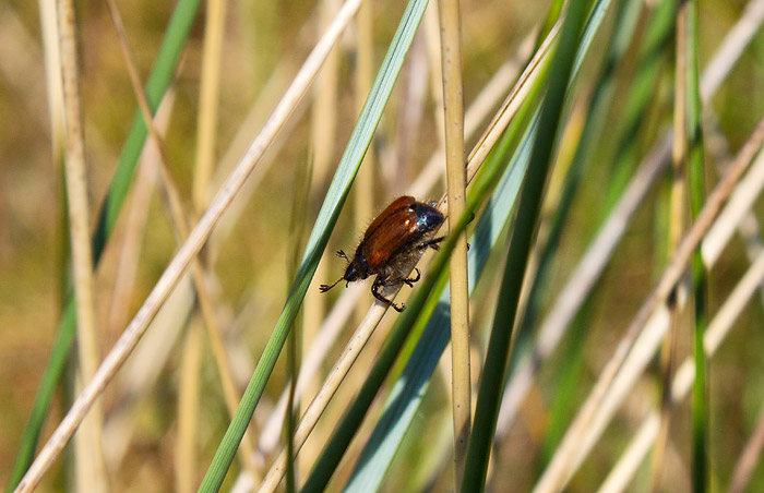 Gartenlaubk&auml;fer im D&uuml;nengras