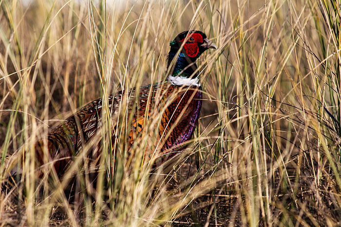 Fasanenm&auml;nnchen in den D&uuml;nen