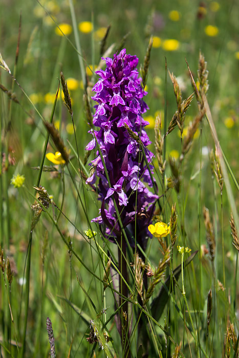 Geflecktes Knabenkraut