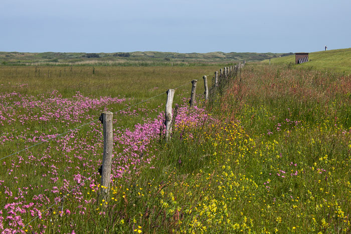 Weiden im Westinnengroden