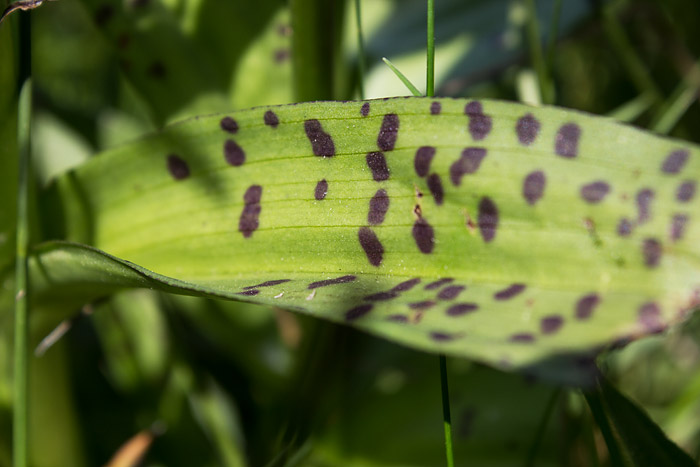 Geflecktes Knabenkraut