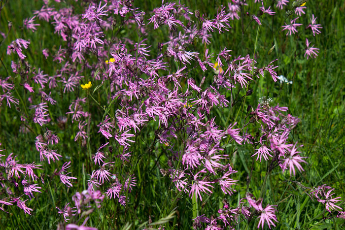 Kuckucks-Lichtnelken im Westgroden