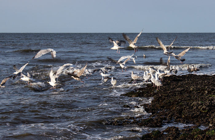 Silberm&ouml;wen am Buhnenkopf
