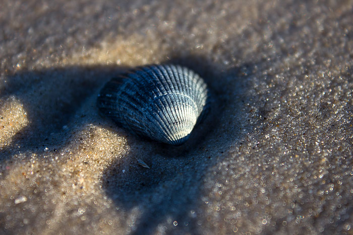 Schale der E&szlig;baren Herzmuschel