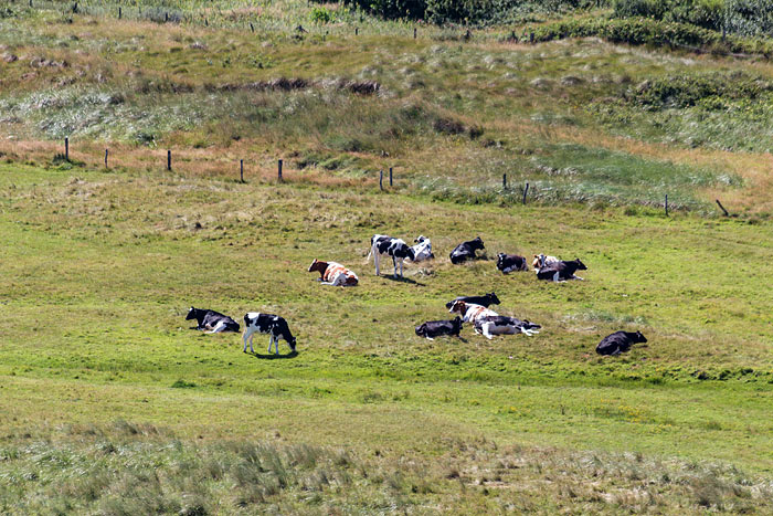Rinder auf der Weide