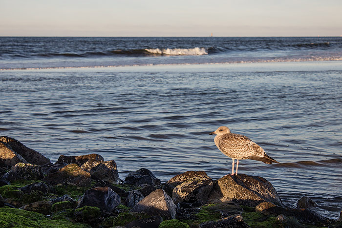Junge Silberm&ouml;we