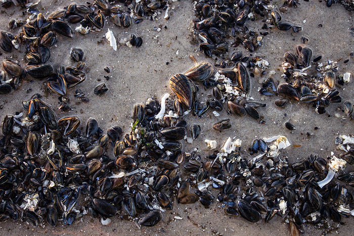 Miesmuscheln