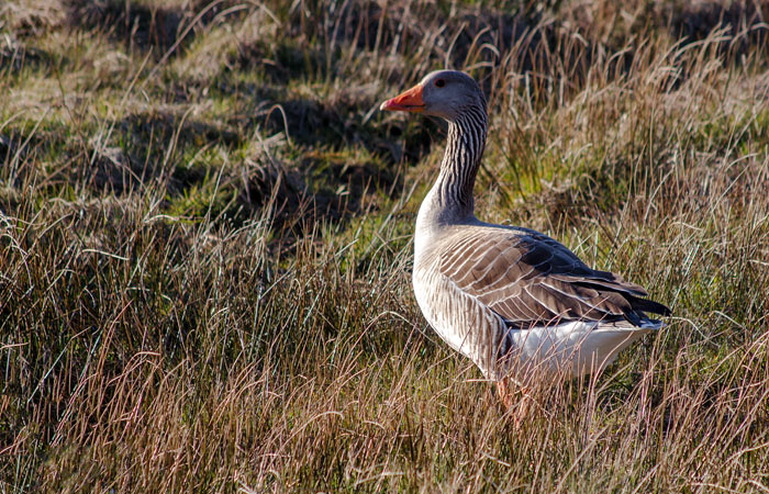 Graugans im Westgroden