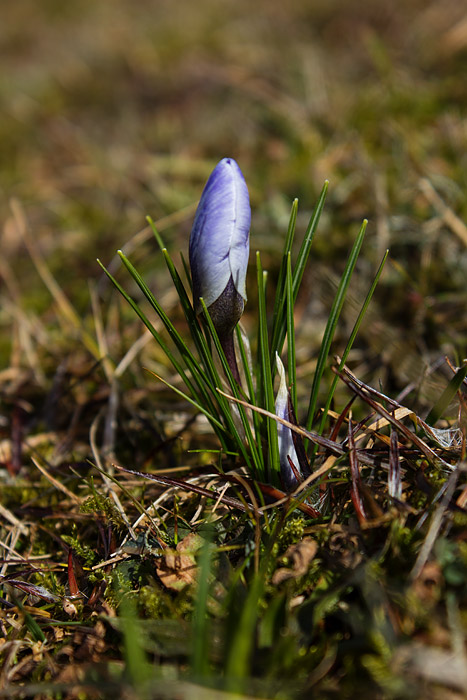 Krokus in der Nahaufnahme