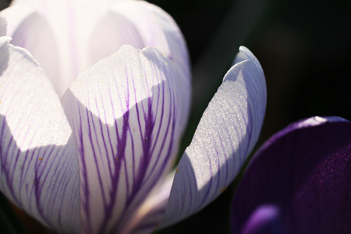 Pickwick-Krokus im Detail