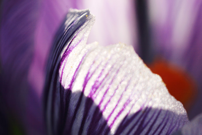 Pickwick-Krokus im Detail