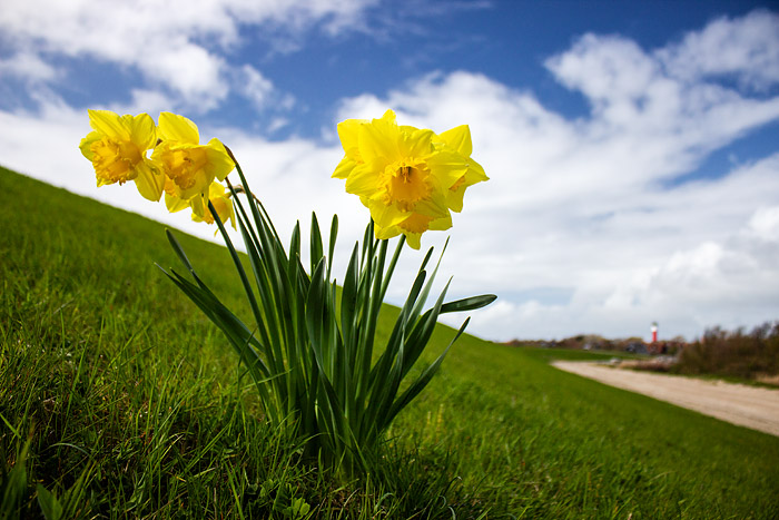 Narzissen auf dem Ostgrodendeich