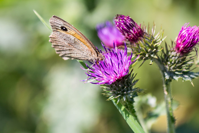 Großes Ochsenauge an einer Distel