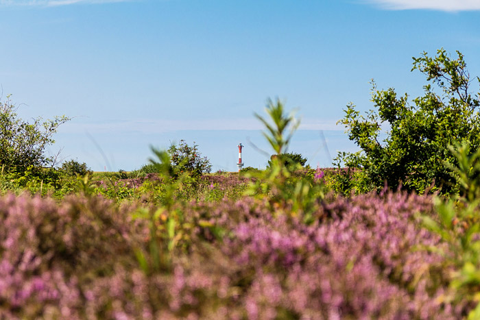 Blick aus den Heidedünen nach Westen