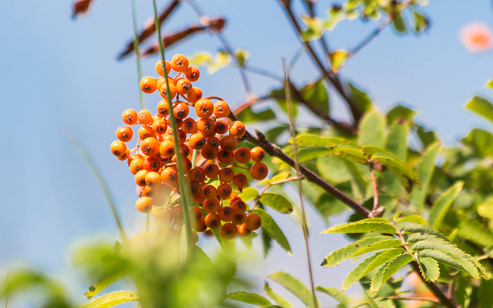 Fr&uuml;chte der Vogelbeere