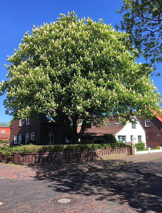Ro&szlig;kastanie im Dorf