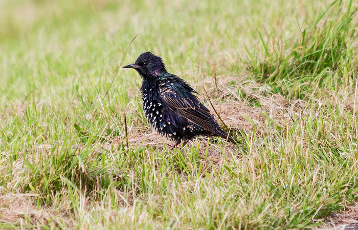 Star am Westgrodendeich