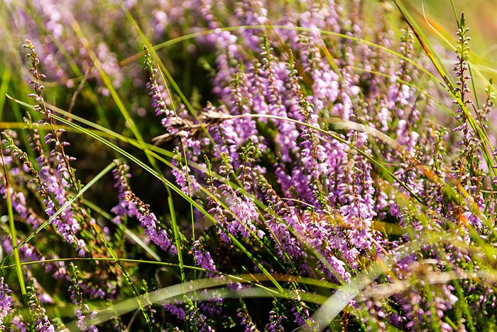 Heidekraut in den Osterd&uuml;nen
