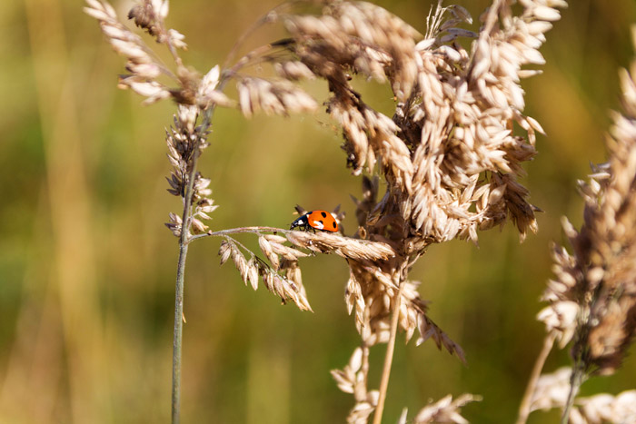 Marienk&auml;fer im Gras