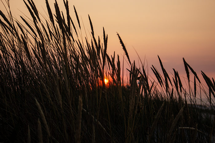 Strandhafer im Abendlicht