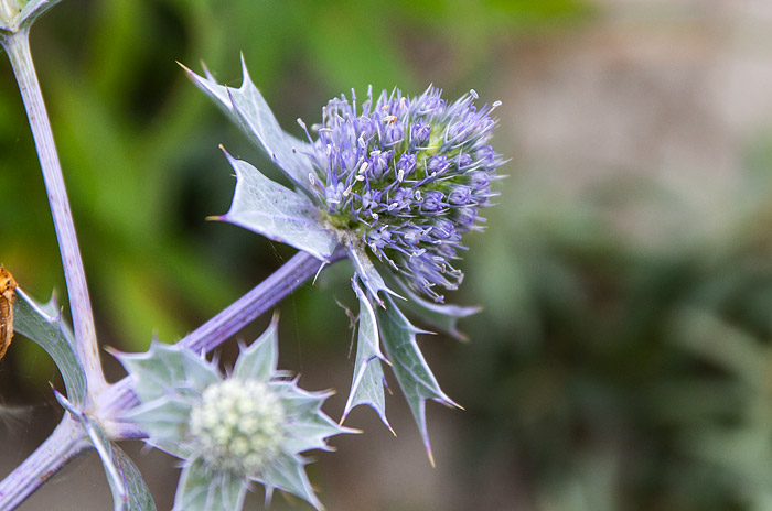 Stranddistel in der Nahaufnahme