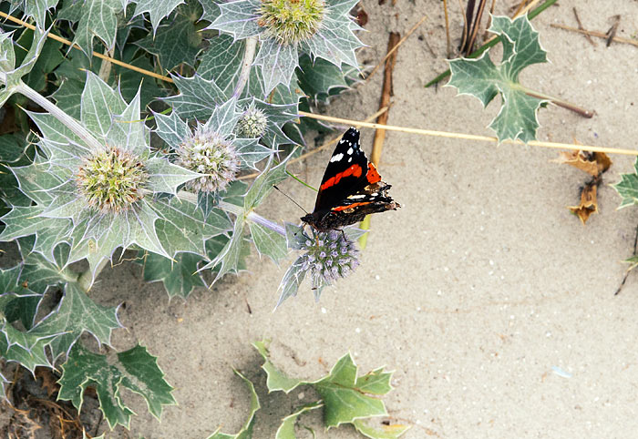 Admiral auf einer Stranddistel