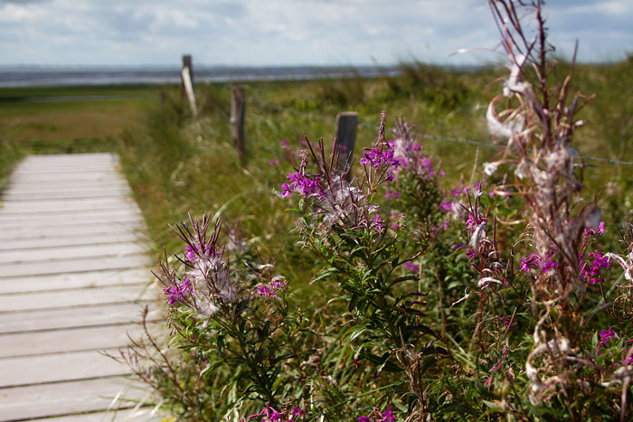 Schmalbl&auml;ttriges Weidenr&ouml;schen