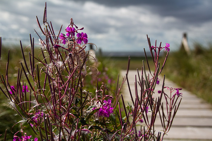 Schmalbl&auml;ttriges Weidenr&ouml;schen