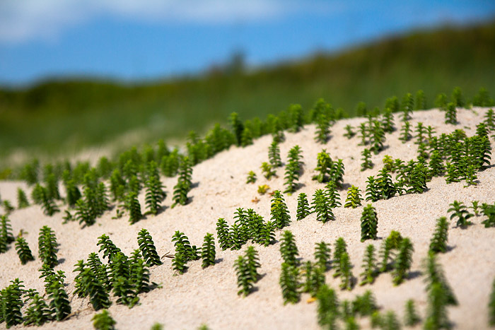 Salzmiere am Fu&szlig; der Ostd&uuml;nen