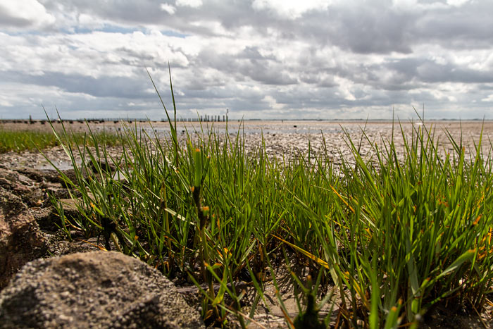 Salz-Schlickgras