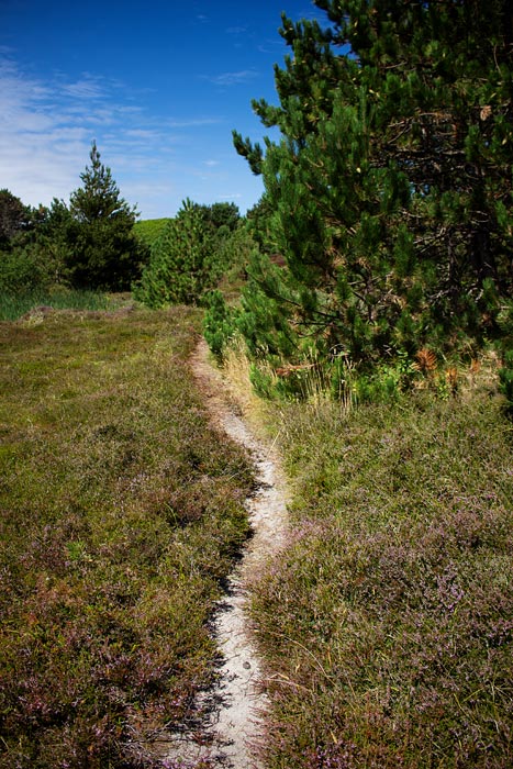 Trampelpfad durch die Heided&uuml;nen