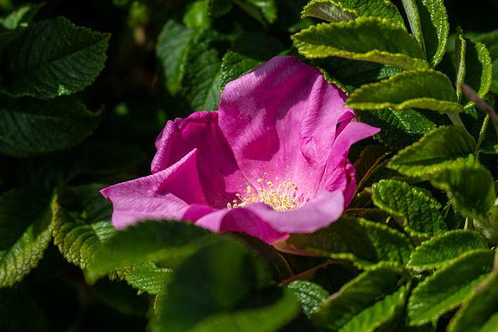 Kartoffelrosenblüte