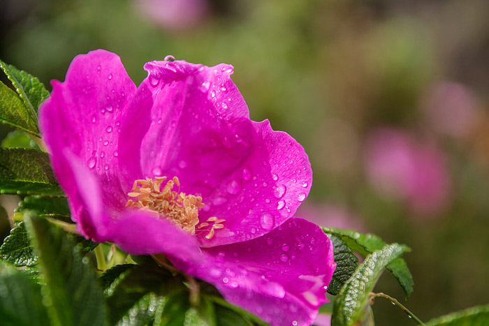 Kartoffelrose nach dem Regen