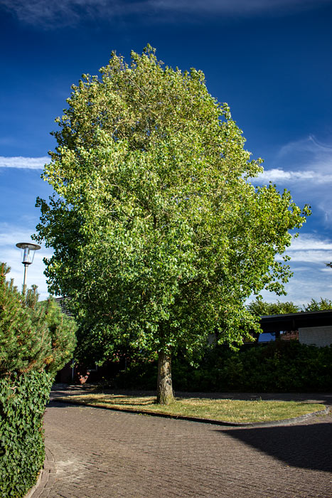 Pappel im Damenpfad