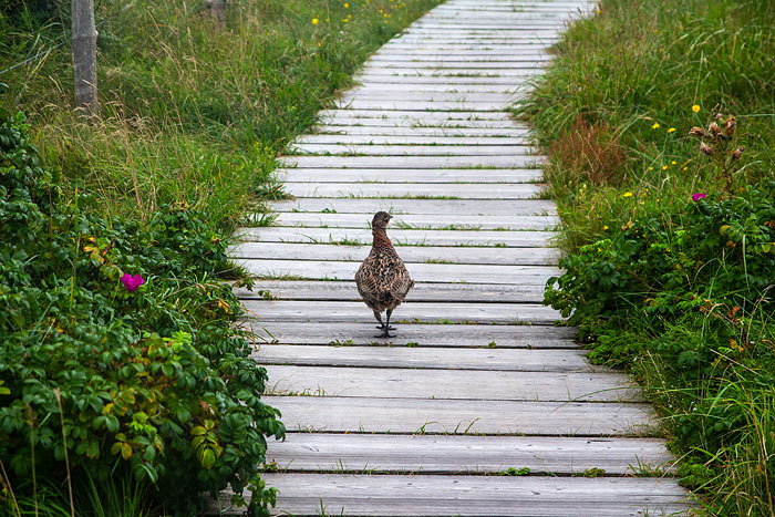 Jung-Fasan auf dem D&uuml;nenweg