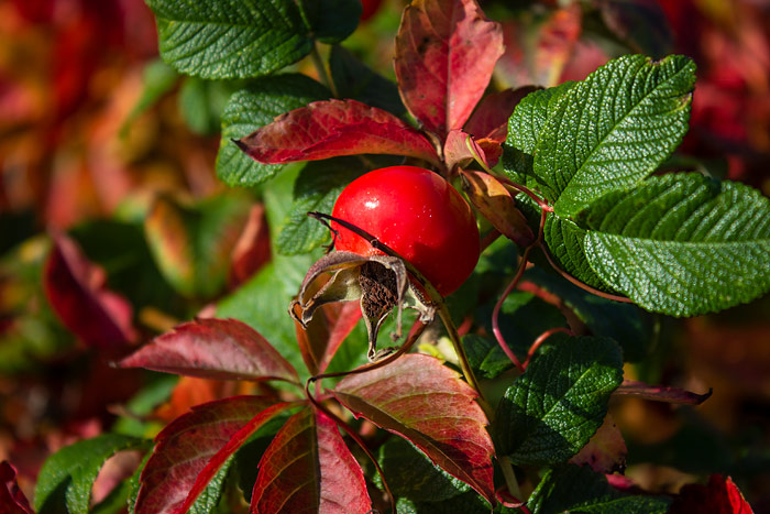 Kartoffelrosen-Hagebutte