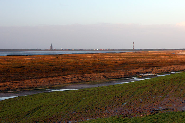 Salzwiesen im Deichvorland